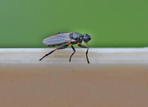 Réf. 340 380 : Ischiolepta sp.